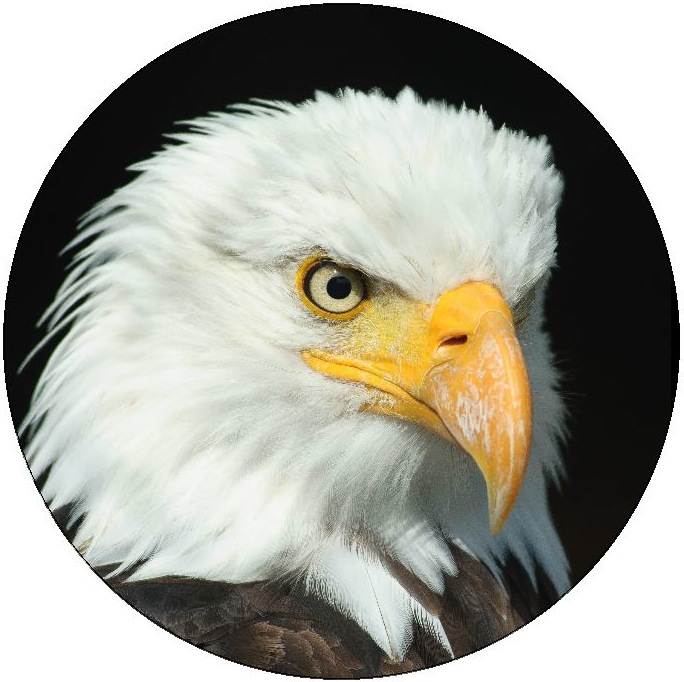 Eagle Pinback Buttons and Stickers