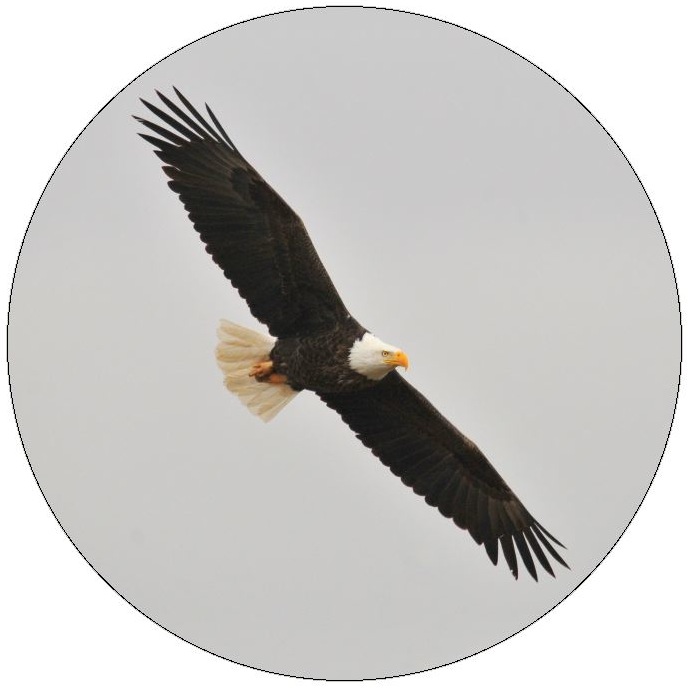 Eagle Pinback Buttons and Stickers