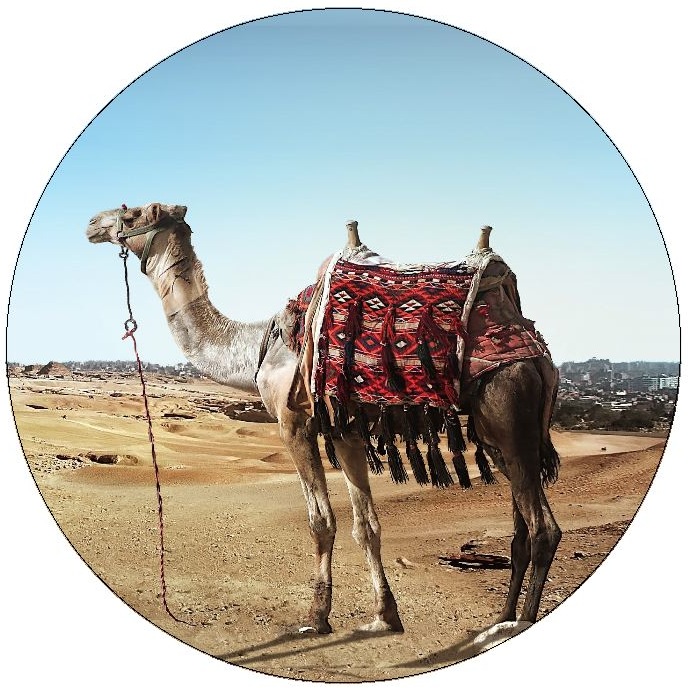 Camel Pinback Buttons and Stickers