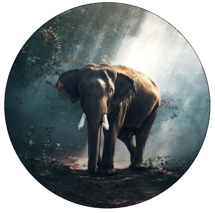 Elephant Pinback Buttons and Stickers
