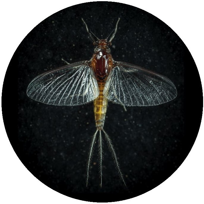 Fly Tying Pinback Buttons and Stickers