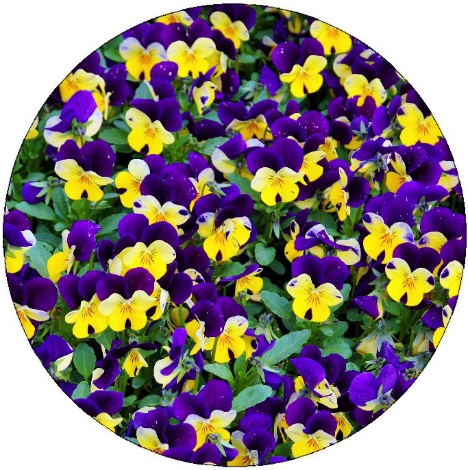 Flower Pinback Buttons and Stickers