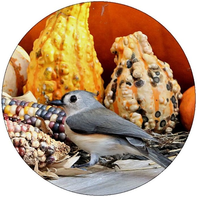 Bird, Squash and Pumkin Pinback Buttons and Stickers