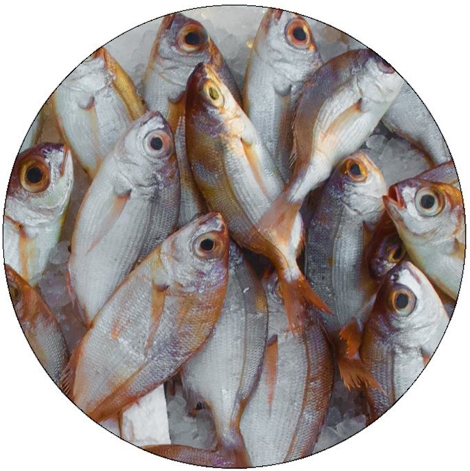 Fish Pinback Buttons and Stickers