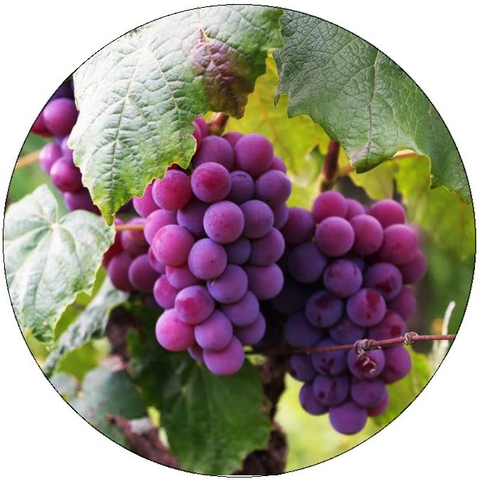 Grapes Pinback Button and Stickers