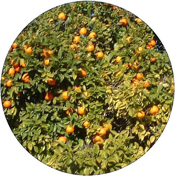 Orange Tree Pinback Buttons and Stickers