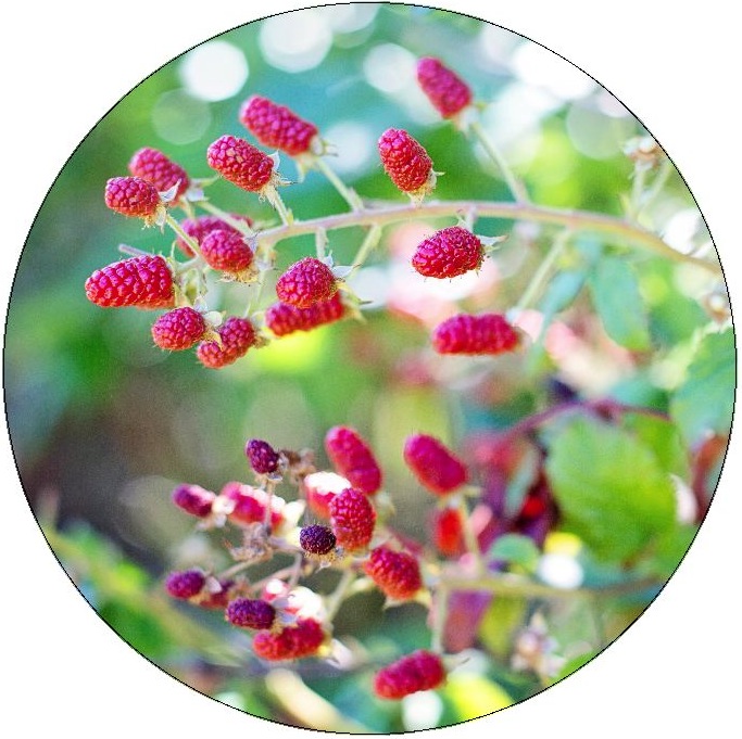 Raspberries Pinback Buttons and Stickers