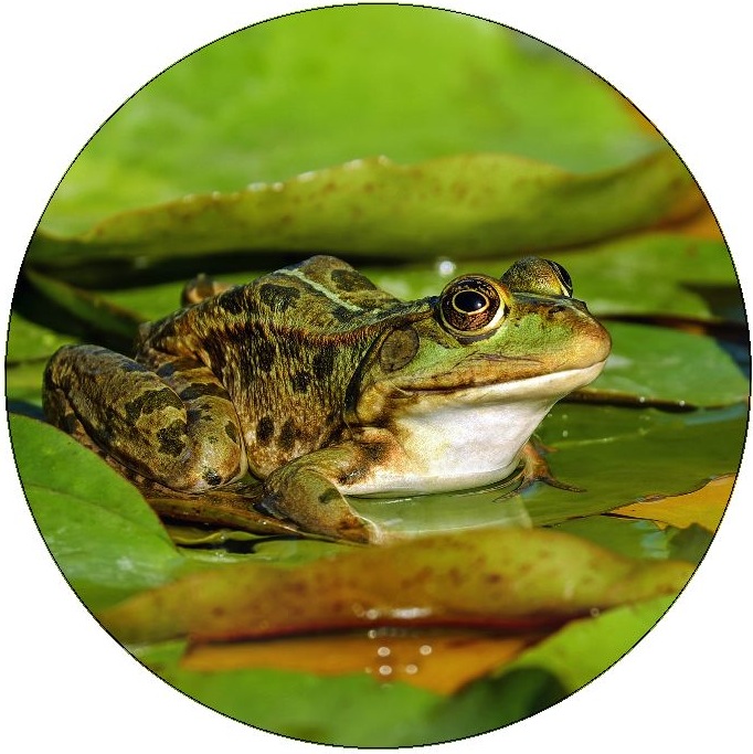 Frog and Toad Pinback Buttons and Stickers