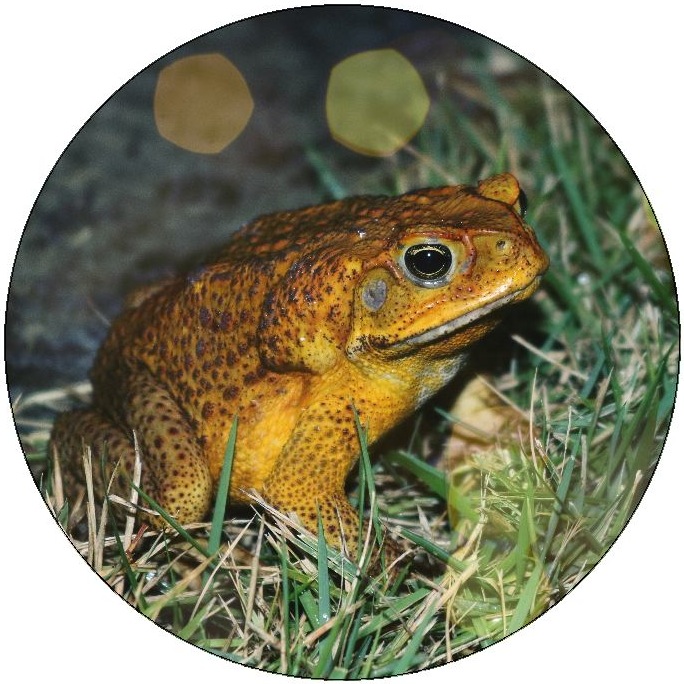 Frog and Toad Pinback Buttons and Stickers