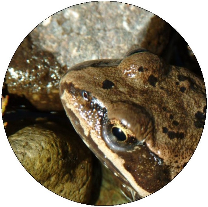 Frog and Toad Pinback Buttons and Stickers