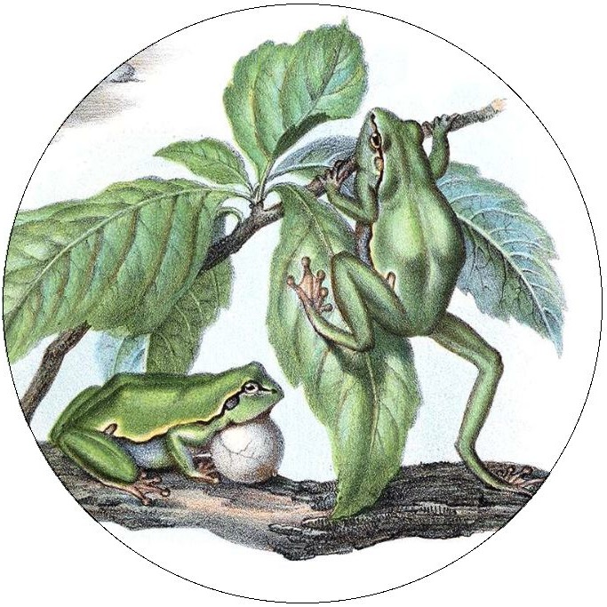 Frog and Toad Pinback Buttons and Stickers