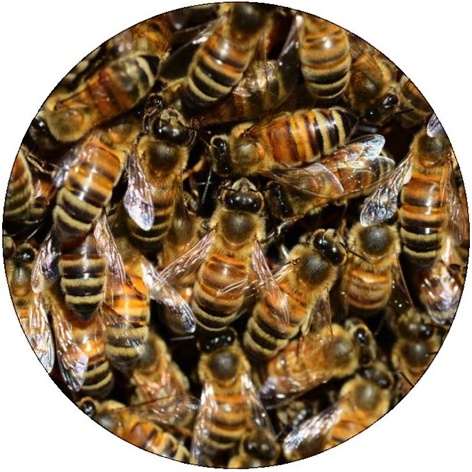 Honey Bee Pinback Buttons and Stickers