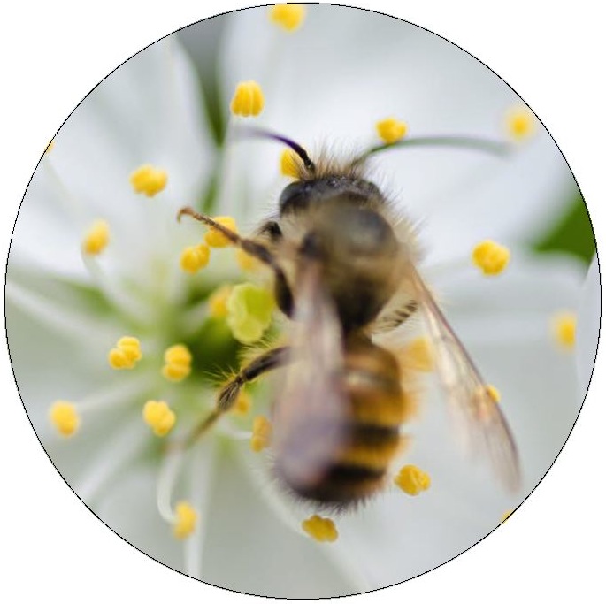Bee Pinback Buttons and Stickers