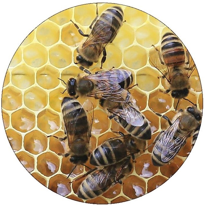 Bee and Wasp Pinback Buttons and Stickers