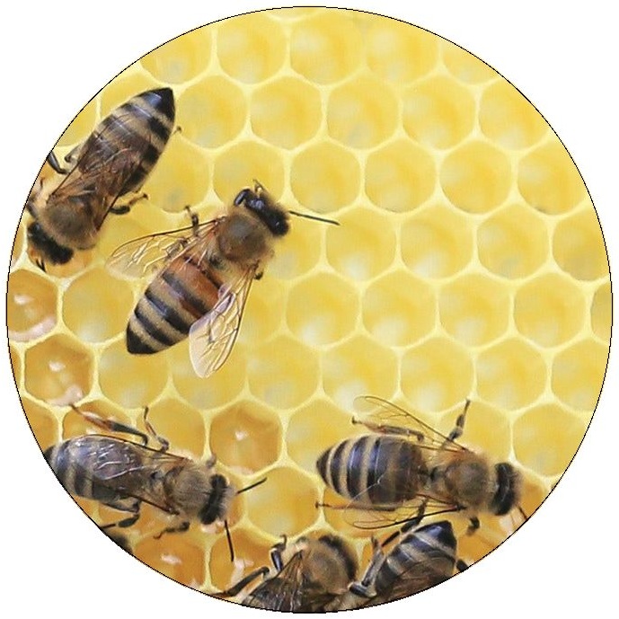 Bee and Wasp Pinback Buttons and Stickers