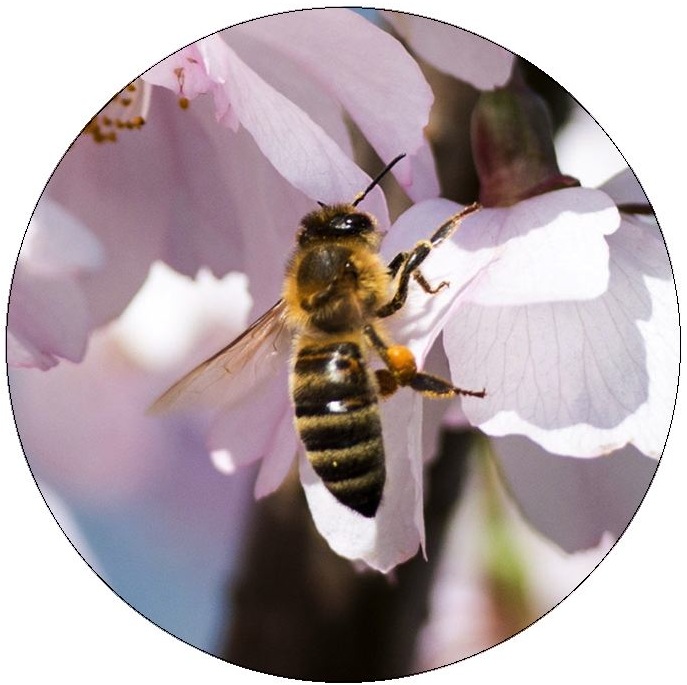 Bee and Wasp Pinback Buttons and Stickers