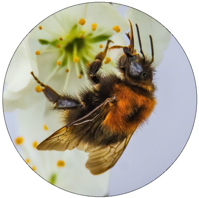 Bee and Wasp Pinback Buttons and Stickers