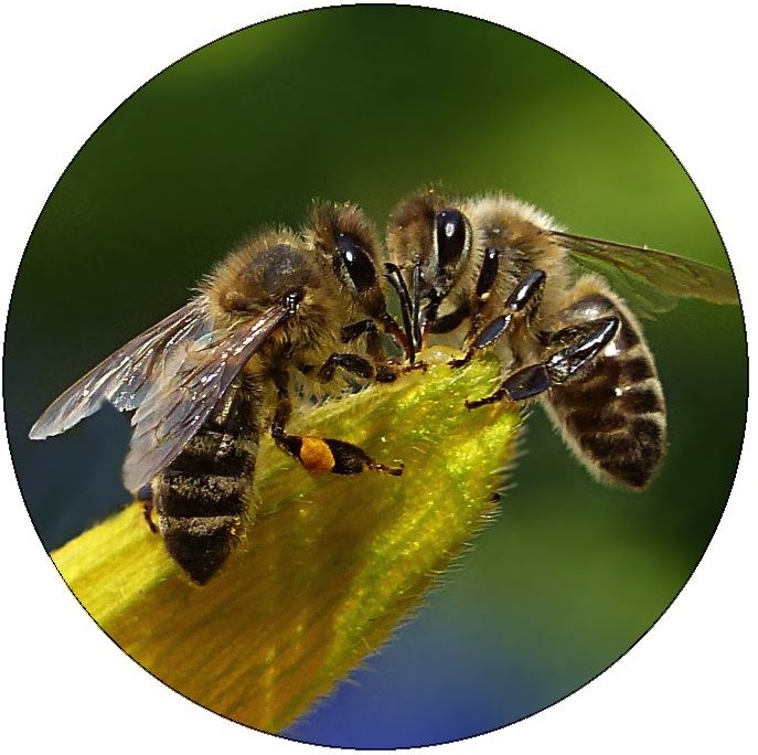 Bee and Wasp Pinback Buttons and Stickers