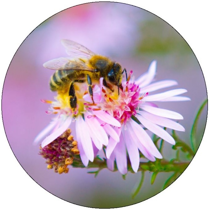 Honey Bee Pinback Buttons and Stickers