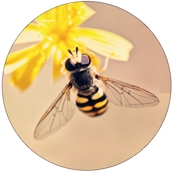 Honey Bee Pinback Buttons and Stickers