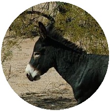 Wild Burros Pinback Buttons and Stickers