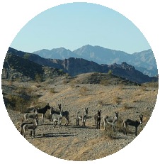 Wild Burros Pinback Button