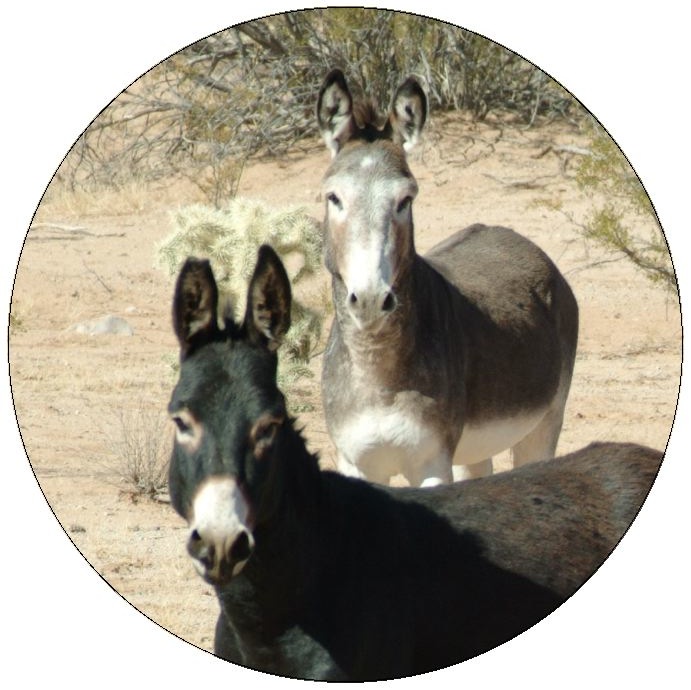 Donkey and Mule Pinback Buttons and Stickers