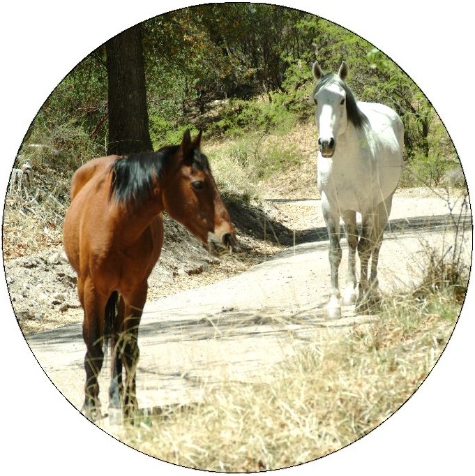 Horse Pinback Buttons and Stickers