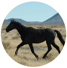 Wild Horses on Black Rock Desert Pinback Buttons and Stickers