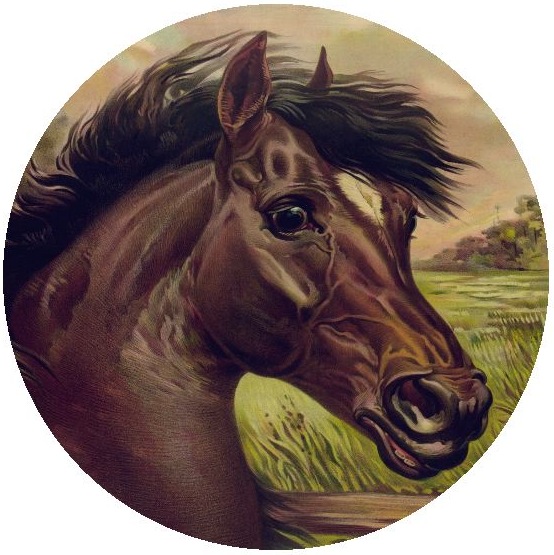 Horse Pinback Buttons and Stickers