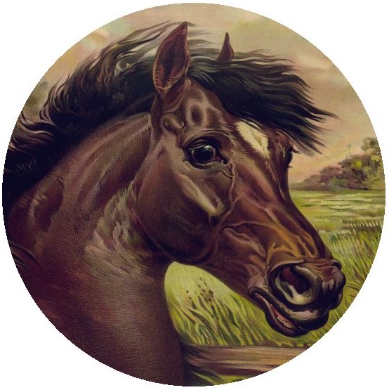 Horse Pinback Buttons and Stickers