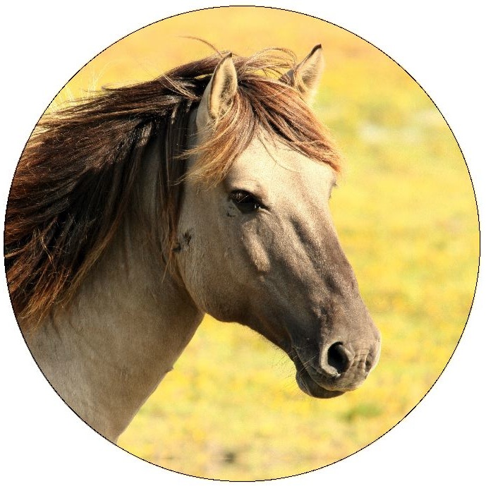 Horse Pinback Buttons and Stickers