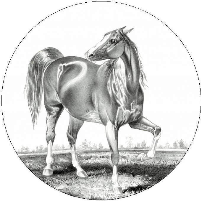 Horse Pinback Buttons and Stickers