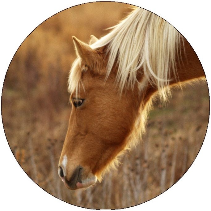 Horse Pinback Buttons and Stickers