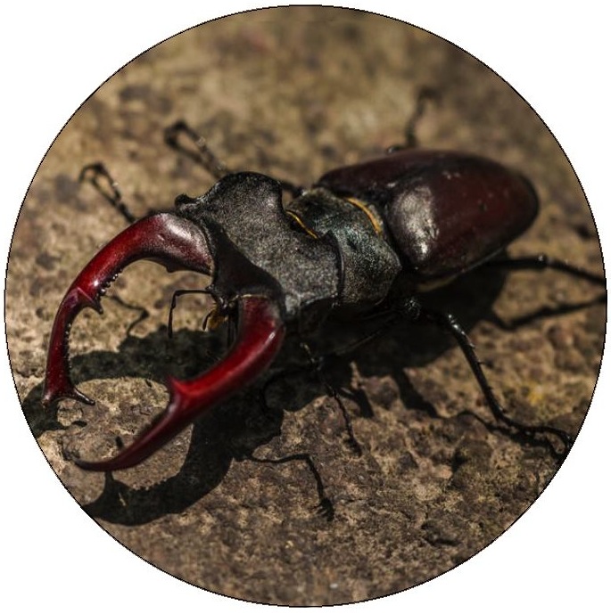 Beetle Pinback Buttons and Stickers