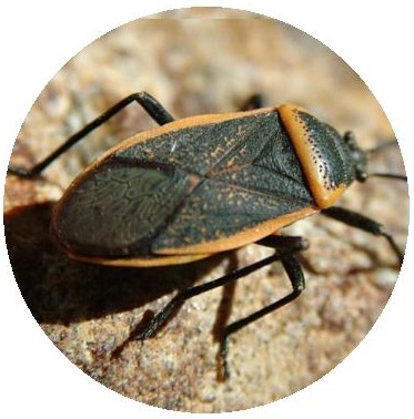 Beetle Pinback Buttons and Stickers