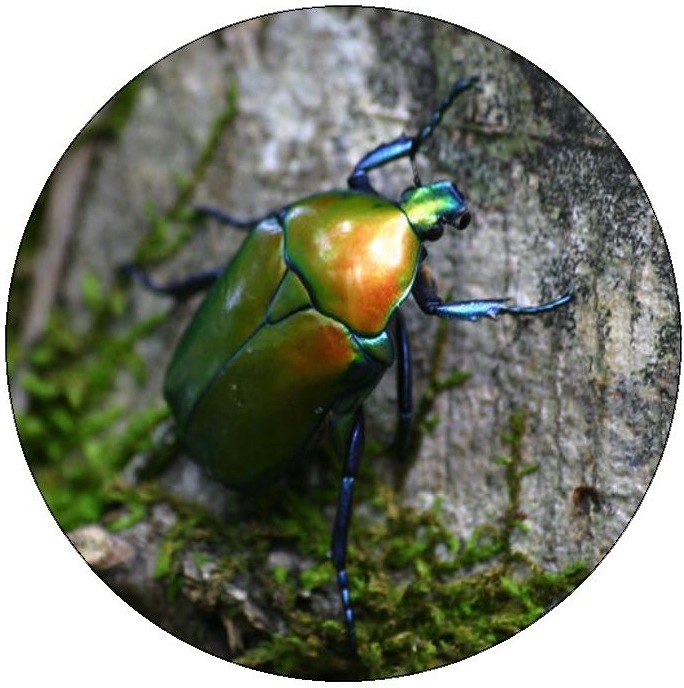 Beetle Pinback Buttons and Stickers