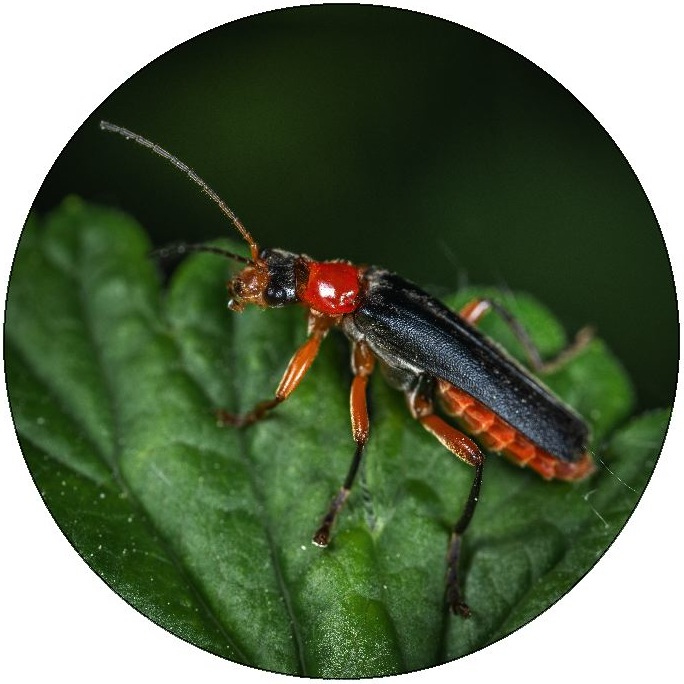 Beetle Pinback Buttons and Stickers