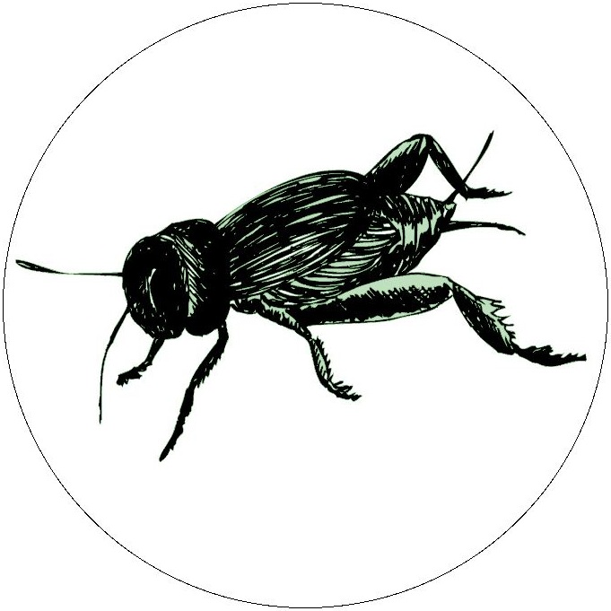 Insect Clip Art Pinback Buttons and Stickers