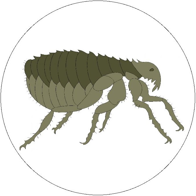 Insect Clip Art Pinback Buttons and Stickers