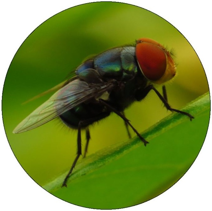 Insect Pinback Buttons and Stickers