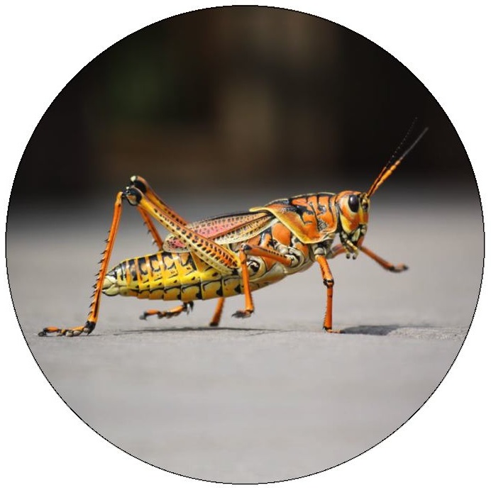 Grasshopper Pinback Buttons and Stickers