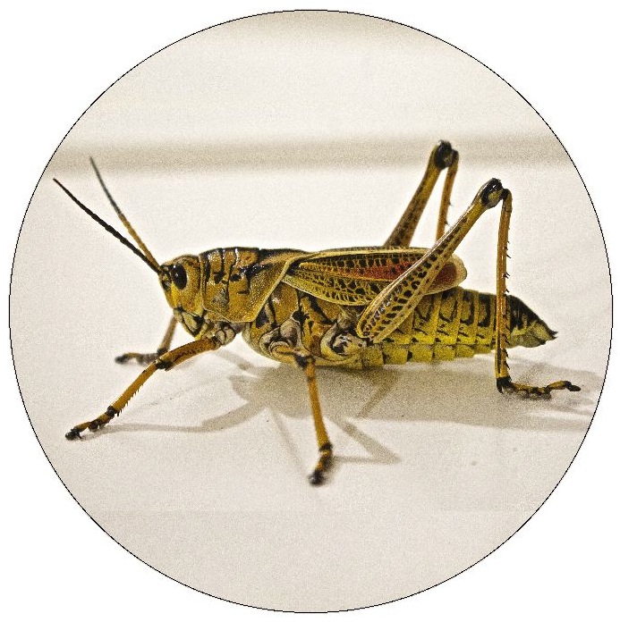 Grasshopper Pinback Buttons and Stickers