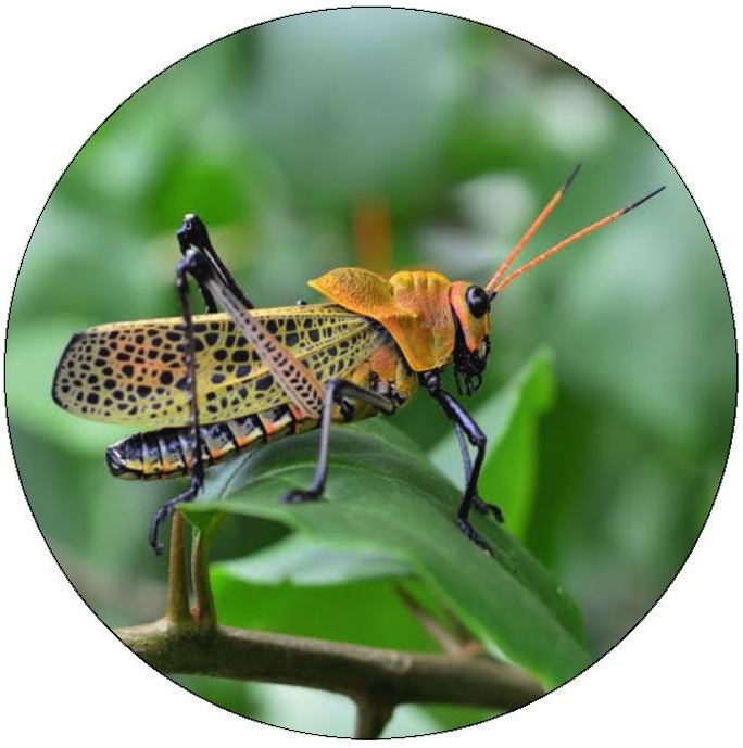 Grasshopper Pinback Buttons and Stickers