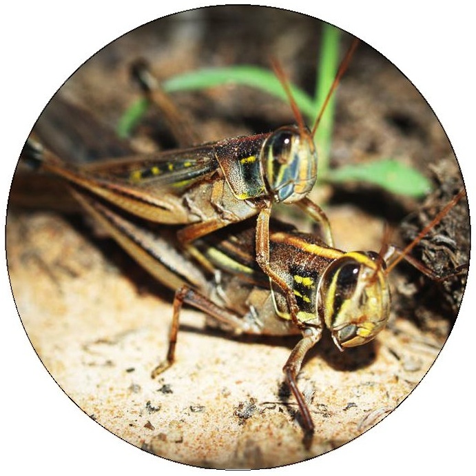 Grasshopper Pinback Buttons and Stickers