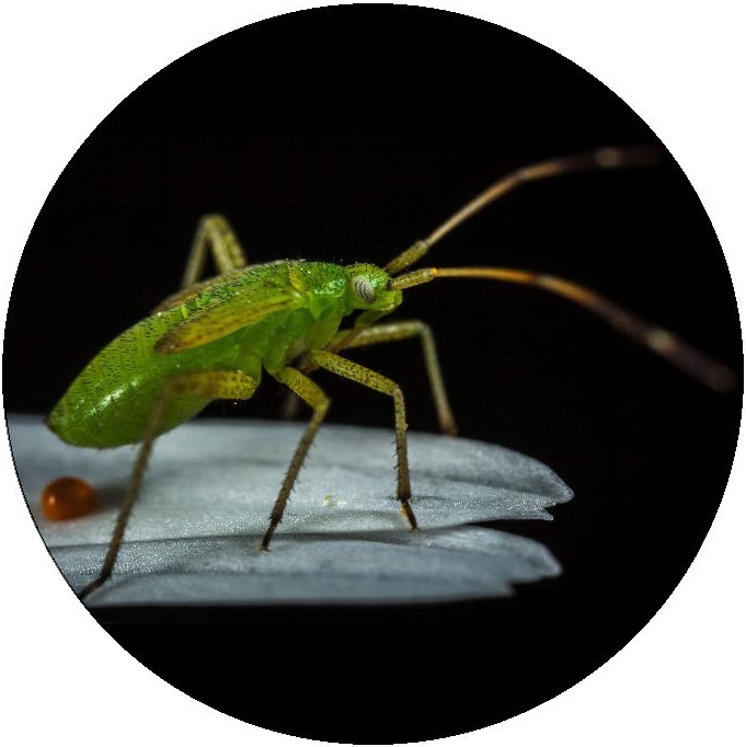 Insect Pinback Button and Stickers