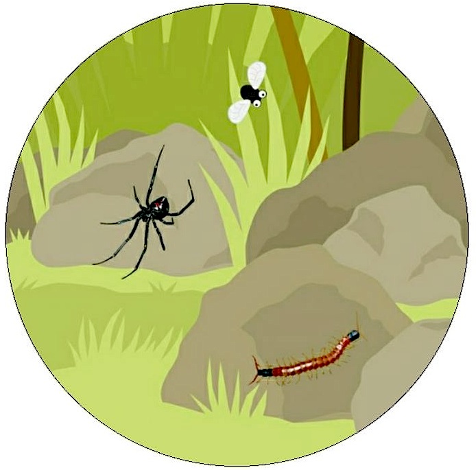 Insect Pinback Buttons and Stickers