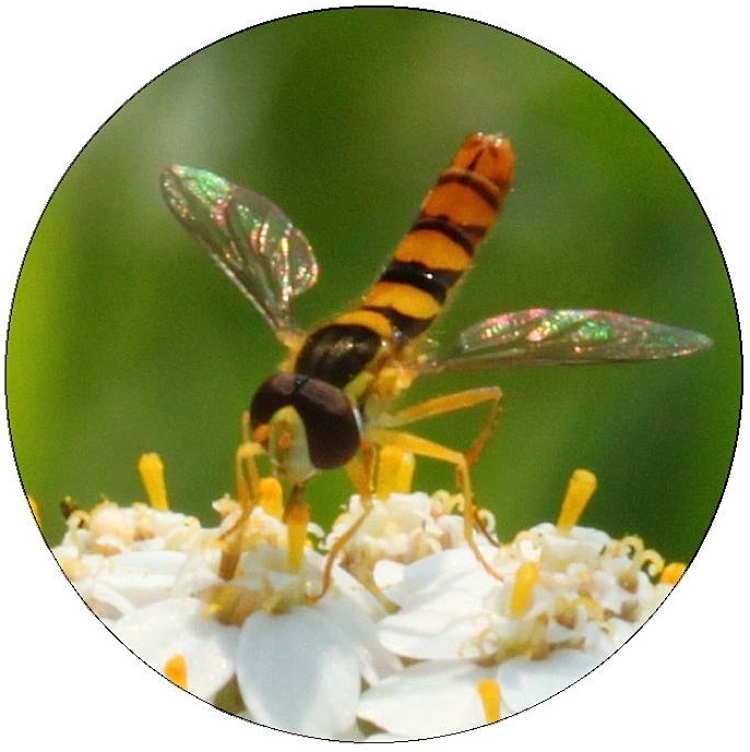 Insect Pinback Buttons and Stickers