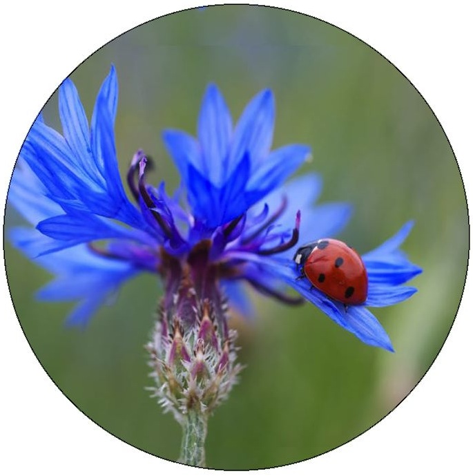 Lady Bug Pinback Buttons and Stickers