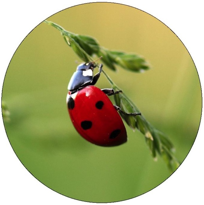 Lady Bug Pinback Buttons and Stickers